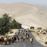 A sheep walk on a road as they graze in Palestinian village of al-Auja, near the West Bank city of Jericho March 7, 2014. REUTERS/Ammar Awad A sheep walk on a road as they graze in Palestinian village of al-Auja, near the West Bank city of Jericho March 7, 2014. REUTERS/Ammar Awad