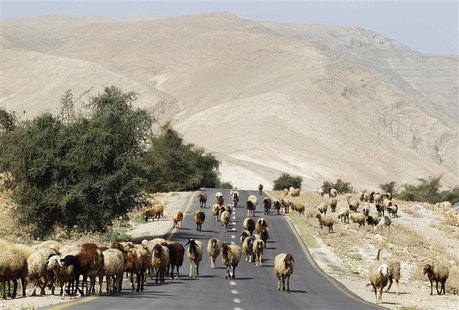 A sheep walk on a road as they graze in Palestinian village of al-Auja, near the West Bank city of Jericho March 7, 2014. REUTERS/Ammar Awad A sheep walk on a road as they graze in Palestinian village of al-Auja, near the West Bank city of Jericho March 7, 2014. REUTERS/Ammar Awad