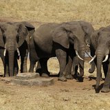 Elephants are seen near a water point during their aerial census at the Tsavo West national park within the Tsavo-Mkomazi ecosystem, southea Elephants are seen near a water point during their aerial census at the Tsavo West national park within the Tsavo-Mkomazi ecosystem, southea