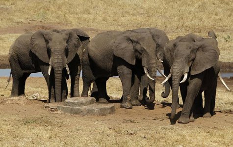 Elephants are seen near a water point during their aerial census at the Tsavo West national park within the Tsavo-Mkomazi ecosystem, southea Elephants are seen near a water point during their aerial census at the Tsavo West national park within the Tsavo-Mkomazi ecosystem, southea