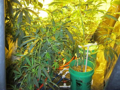 pot bust pic 1 provided by Vigo County Sheriff pot bust pic 1 provided by Vigo County Sheriff