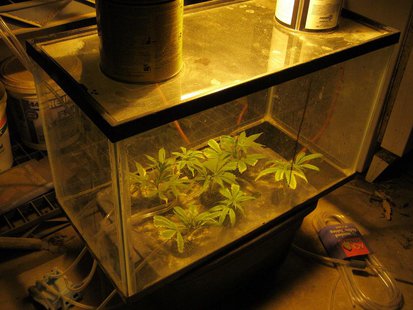 pot bust pic 2 provided by Vigo County Sheriff pot bust pic 2 provided by Vigo County Sheriff