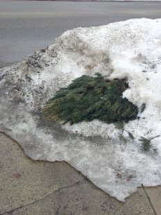 Snow finally melted enough on March 11, 2014 to uncover this Christmas tree left out for pick-up in December on Western Avenue, Coldwater MI Snow finally melted enough on March 11, 2014 to uncover this Christmas tree left out for pick-up in December on Western Avenue, Coldwater MI