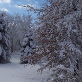 Heavy Snow stuck to trees, bringing down some branches and causing some power outages. Heavy Snow stuck to trees, bringing down some branches and causing some power outages.