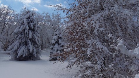 Heavy Snow stuck to trees, bringing down some branches and causing some power outages. Heavy Snow stuck to trees, bringing down some branches and causing some power outages.