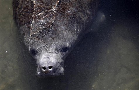 A manatee is seen near a water outlet at an inactive Florida Power & Light Company power plant undergoing renovation in Riviera Beach, Flori A manatee is seen near a water outlet at an inactive Florida Power & Light Company power plant undergoing renovation in Riviera Beach, Flori