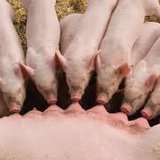 piglet virus piglet virus