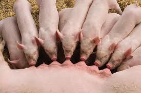 piglet virus piglet virus
