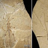 A fossil stick insect referred to as Cretophasmomima melanogramma, in Inner Mongolia at the Jehol locality, a site from the Cretaceous perio A fossil stick insect referred to as Cretophasmomima melanogramma, in Inner Mongolia at the Jehol locality, a site from the Cretaceous perio