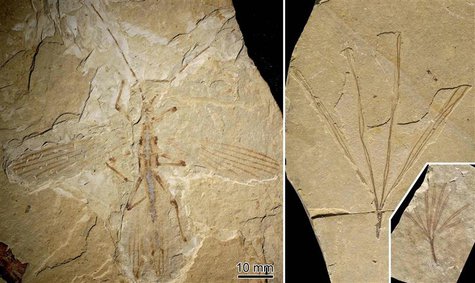 A fossil stick insect referred to as Cretophasmomima melanogramma, in Inner Mongolia at the Jehol locality, a site from the Cretaceous perio A fossil stick insect referred to as Cretophasmomima melanogramma, in Inner Mongolia at the Jehol locality, a site from the Cretaceous perio