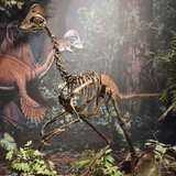 A mounted replica skeleton of the new oviraptorosaurian dinosaur species Anzu wyliei on display in the Dinosaurs in Their Time exhibition at A mounted replica skeleton of the new oviraptorosaurian dinosaur species Anzu wyliei on display in the Dinosaurs in Their Time exhibition at