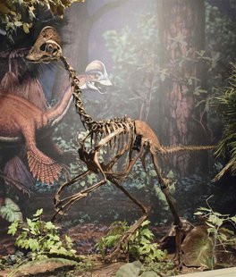 A mounted replica skeleton of the new oviraptorosaurian dinosaur species Anzu wyliei on display in the Dinosaurs in Their Time exhibition at A mounted replica skeleton of the new oviraptorosaurian dinosaur species Anzu wyliei on display in the Dinosaurs in Their Time exhibition at