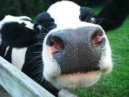 dairy cow dairy cow
