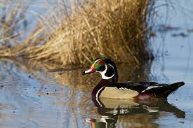 wetland conservation wetland conservation