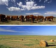 The South Dakota Department of Agriculture (SDDA) The South Dakota Department of Agriculture (SDDA)