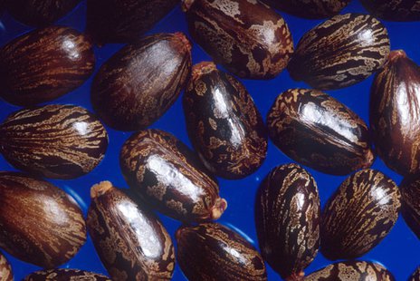 Castor bean Castor bean