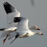 snow geese snow geese