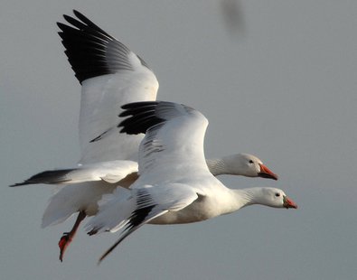 snow geese snow geese