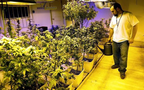Joe Rey, a grower at 3D Cannabis Center, waters marijuana plants at the company facility in Denver December 31, 2013. REUTERS/Rick Wilking Joe Rey, a grower at 3D Cannabis Center, waters marijuana plants at the company facility in Denver December 31, 2013. REUTERS/Rick Wilking