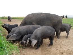 pigs on farm pigs on farm