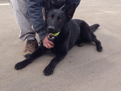 Wausau Police K9 Santo Wausau Police K9 Santo