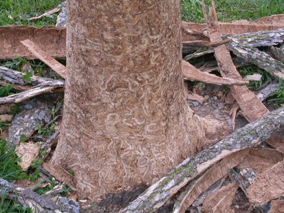 Emerald Ash Borer bark damage Emerald Ash Borer bark damage