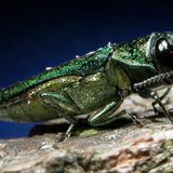Emerald Ash Borer Emerald Ash Borer
