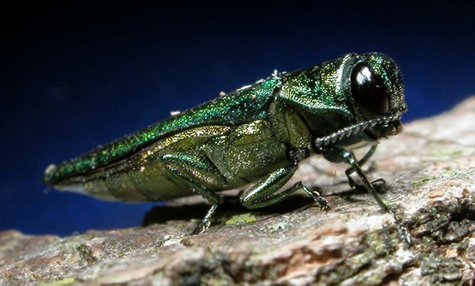 Emerald Ash Borer Emerald Ash Borer