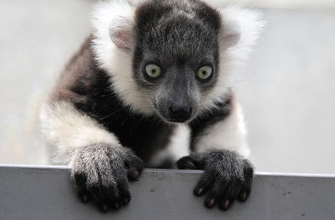 A black-and-white ruffed lemur (Varecia variegata) born in captivity a month ago is seen at the zoo in Cali March 14, 2011. REUTERS/Jaime Sa A black-and-white ruffed lemur (Varecia variegata) born in captivity a month ago is seen at the zoo in Cali March 14, 2011. REUTERS/Jaime Sa