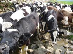 livestock livestock