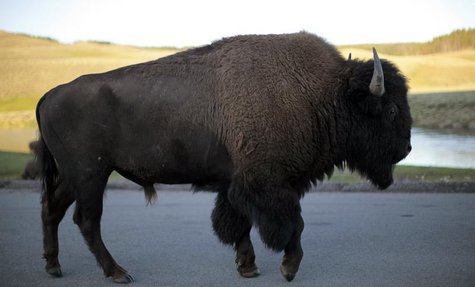 A bison walks in Yellowstone National Park, Wyoming August 10, 2011. Picture taken August 10, 2011. REUTERS/Lucy Nicholson A bison walks in Yellowstone National Park, Wyoming August 10, 2011. Picture taken August 10, 2011. REUTERS/Lucy Nicholson