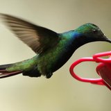 Black-throated Mango hummingbird, Anthracothorax nigricollis, feeds in a garden in San Francisco, near Bogota August 31, 2012. REUTERS/Jose Black-throated Mango hummingbird, Anthracothorax nigricollis, feeds in a garden in San Francisco, near Bogota August 31, 2012. REUTERS/Jose