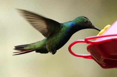Black-throated Mango hummingbird, Anthracothorax nigricollis, feeds in a garden in San Francisco, near Bogota August 31, 2012. REUTERS/Jose Black-throated Mango hummingbird, Anthracothorax nigricollis, feeds in a garden in San Francisco, near Bogota August 31, 2012. REUTERS/Jose