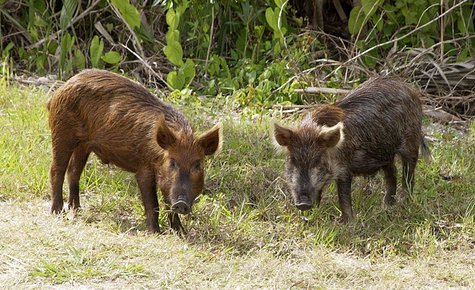 wild pig/boar wild pig/boar