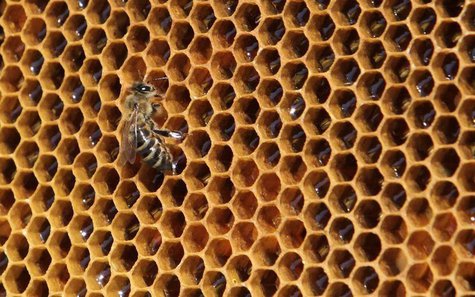A bee sits on a honeycomb from a beehive at Vaclav Havel Airport in Prague September 6, 2013. REUTERS/David W Cerny A bee sits on a honeycomb from a beehive at Vaclav Havel Airport in Prague September 6, 2013. REUTERS/David W Cerny