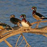 wood ducks wood ducks