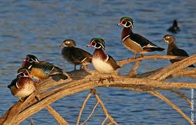 wood ducks wood ducks