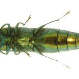 Ventral view of Emerald Ash Borer adult. (Photo from: http://www.na.fs.fed.us/spfo/eab/img/img.htm {{PD-USGov-USDA}}) Ventral view of Emerald Ash Borer adult. (Photo from: http://www.na.fs.fed.us/spfo/eab/img/img.htm {{PD-USGov-USDA}})
