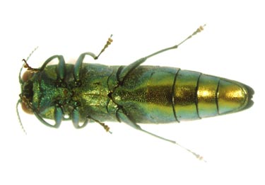 Ventral view of Emerald Ash Borer adult. (Photo from: http://www.na.fs.fed.us/spfo/eab/img/img.htm {{PD-USGov-USDA}}) Ventral view of Emerald Ash Borer adult. (Photo from: http://www.na.fs.fed.us/spfo/eab/img/img.htm {{PD-USGov-USDA}})