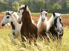 horses horses