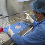 Yuanyuan Zhang, M.D., Ph.D, assistant professor at the Wake Forest Institute for Regenerative Medicine, demonstrates the process to engineer Yuanyuan Zhang, M.D., Ph.D, assistant professor at the Wake Forest Institute for Regenerative Medicine, demonstrates the process to engineer
