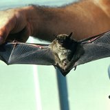 Little Brown Bat (wikipedia) Little Brown Bat (wikipedia)