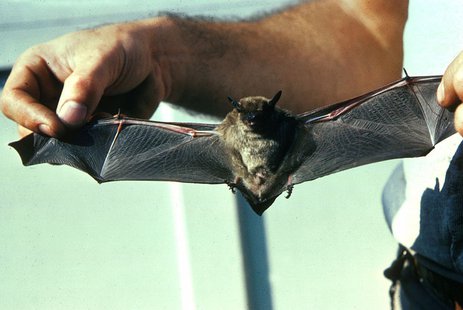 Little Brown Bat (wikipedia) Little Brown Bat (wikipedia)
