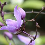 A Pine Pink Orchid (Bletia purpurea) is seen at Fairchild Tropical Botanic Garden in Miami, Florida April 8, 2014. REUTERS/Zachary Fagenson A Pine Pink Orchid (Bletia purpurea) is seen at Fairchild Tropical Botanic Garden in Miami, Florida April 8, 2014. REUTERS/Zachary Fagenson