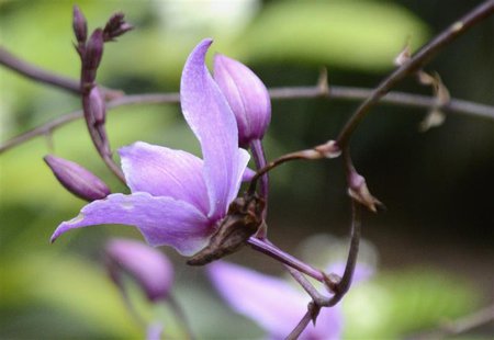A Pine Pink Orchid (Bletia purpurea) is seen at Fairchild Tropical Botanic Garden in Miami, Florida April 8, 2014. REUTERS/Zachary Fagenson A Pine Pink Orchid (Bletia purpurea) is seen at Fairchild Tropical Botanic Garden in Miami, Florida April 8, 2014. REUTERS/Zachary Fagenson