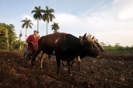 A farmer plows the land with two oxen in La Lisa on the outskirts of Havana March 28, 2014. REUTERS/Jorge Luis Banos A farmer plows the land with two oxen in La Lisa on the outskirts of Havana March 28, 2014. REUTERS/Jorge Luis Banos