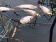 Fish kill
Fish kill