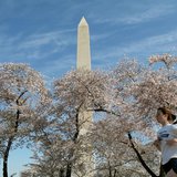 The Washington Monument looms above blooming cherry blossoms and a jogger, out for an early morning run near the tidal basin in Washington, The Washington Monument looms above blooming cherry blossoms and a jogger, out for an early morning run near the tidal basin in Washington,