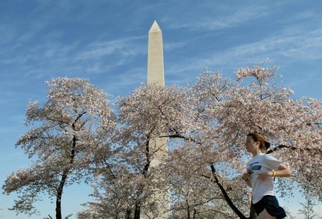 The Washington Monument looms above blooming cherry blossoms and a jogger, out for an early morning run near the tidal basin in Washington, The Washington Monument looms above blooming cherry blossoms and a jogger, out for an early morning run near the tidal basin in Washington,