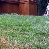grass grass